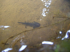 Ambystoma velasci