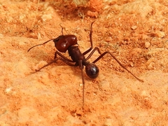 Atta laevigata