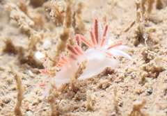 Coryphellidae
