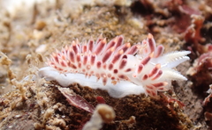 Coryphella trilineata