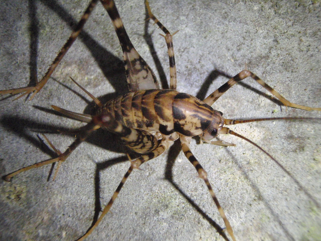 Diestrammena