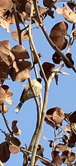 Pycnonotus
