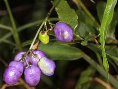 Dianella ensifolia
