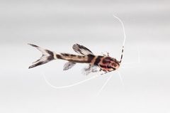Sailfin Pimeloid photo 5