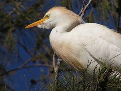 Bubulcus ibis