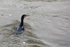 Phalacrocorax carbo