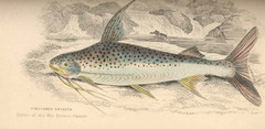 Lince Catfish photo 4