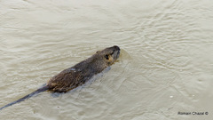 Myocastor coypus