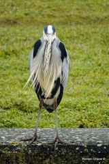 Ardea cinerea