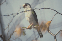 Polihierax semitorquatus