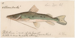 Porthole Shovelnose Catfish photo 3