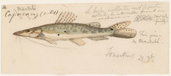 Porthole Shovelnose Catfish photo 4
