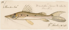 Porthole Shovelnose Catfish photo 5