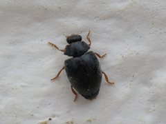 Scymnus rubromaculatus