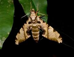 Protambulyx eurycles