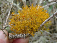 Teloschistes inflatus