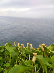 Arisarum vulgare