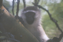 Chlorocebus pygerythrus hilgerti