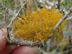 Teloschistes inflatus