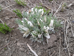 Astragalus gilviflorus