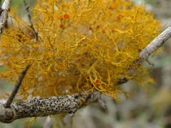 Teloschistes inflatus