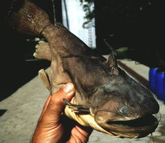Ogre Catfish photo 1