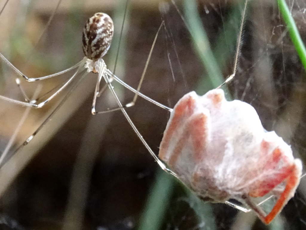 Stygopholcus