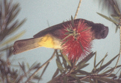 Pycnonotus barbatus tricolor