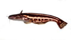 Striped Woodcat photo 1