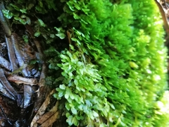Symphyogyna podophylla