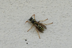 Polistes dominula