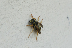 Polistes dominula