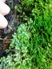 Symphyogyna podophylla
