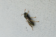 Polistes dominula
