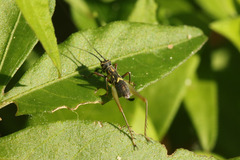 Phylloscyrtus amoenus