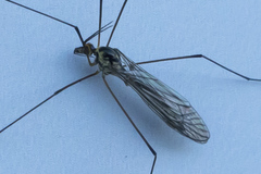 Tipuloidea