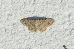 Scopula luridata