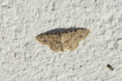 Scopula luridata