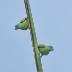 Brotogeris jugularis