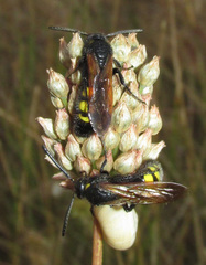 Scolia fuciformis