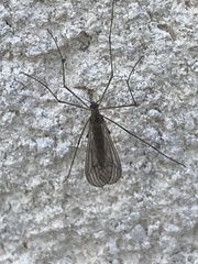 Trichocera hiemalis