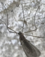 Trichocera hiemalis