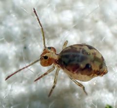 Ptenothrix maculosa