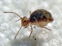 Ptenothrix maculosa