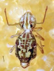 Ptenothrix maculosa