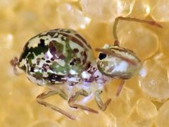 Ptenothrix maculosa