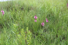 Watsonia densiflora