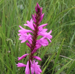 Watsonia densiflora