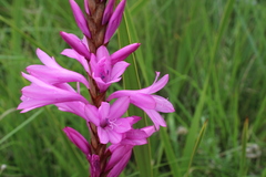 Watsonia densiflora