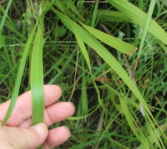Watsonia densiflora
